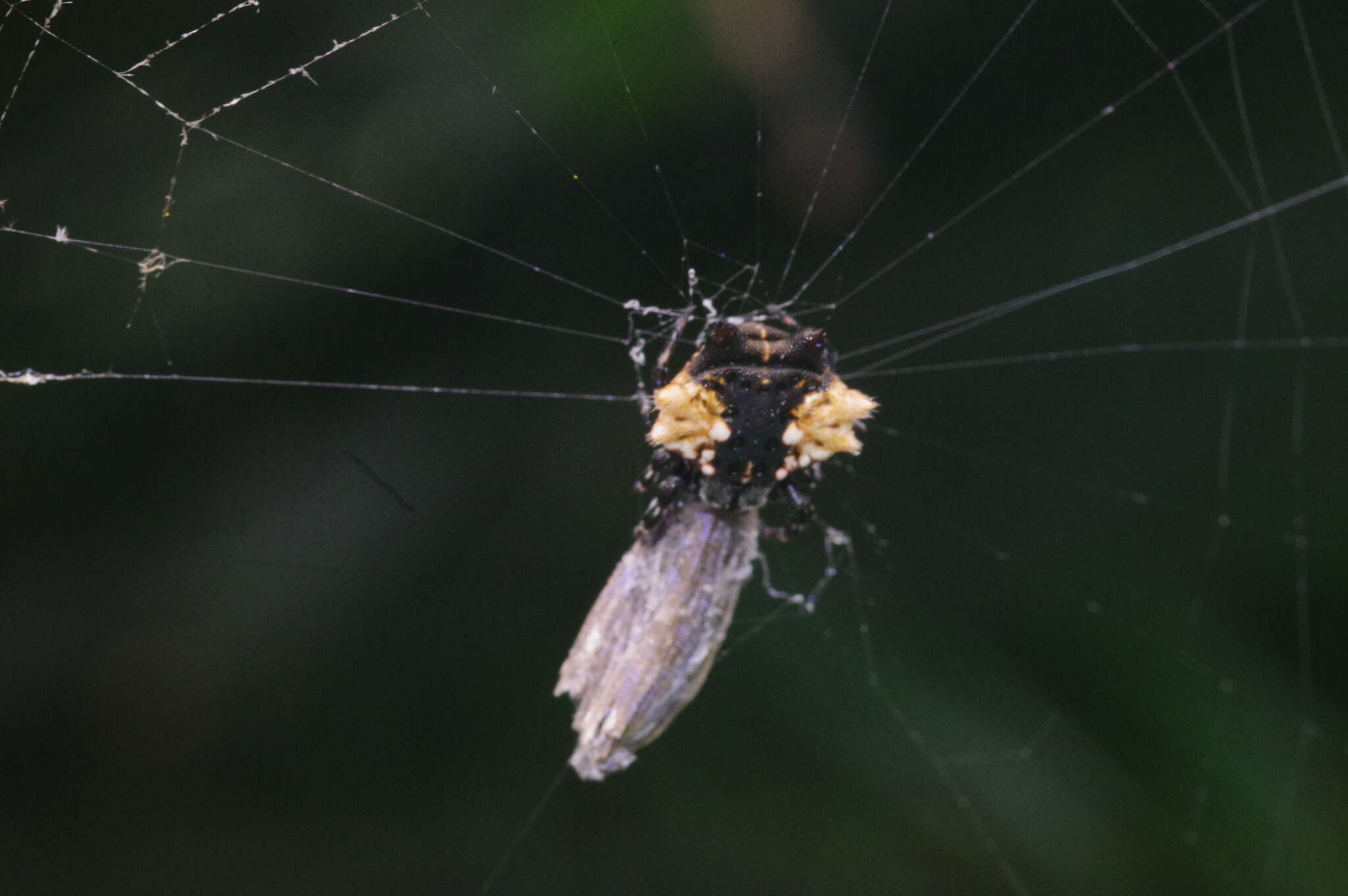 Image of Gasteracantha mediofusca (Doleschall 1859)