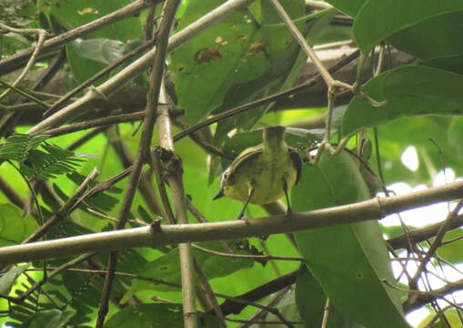 Image of Yellow-bellied Tyrannulet