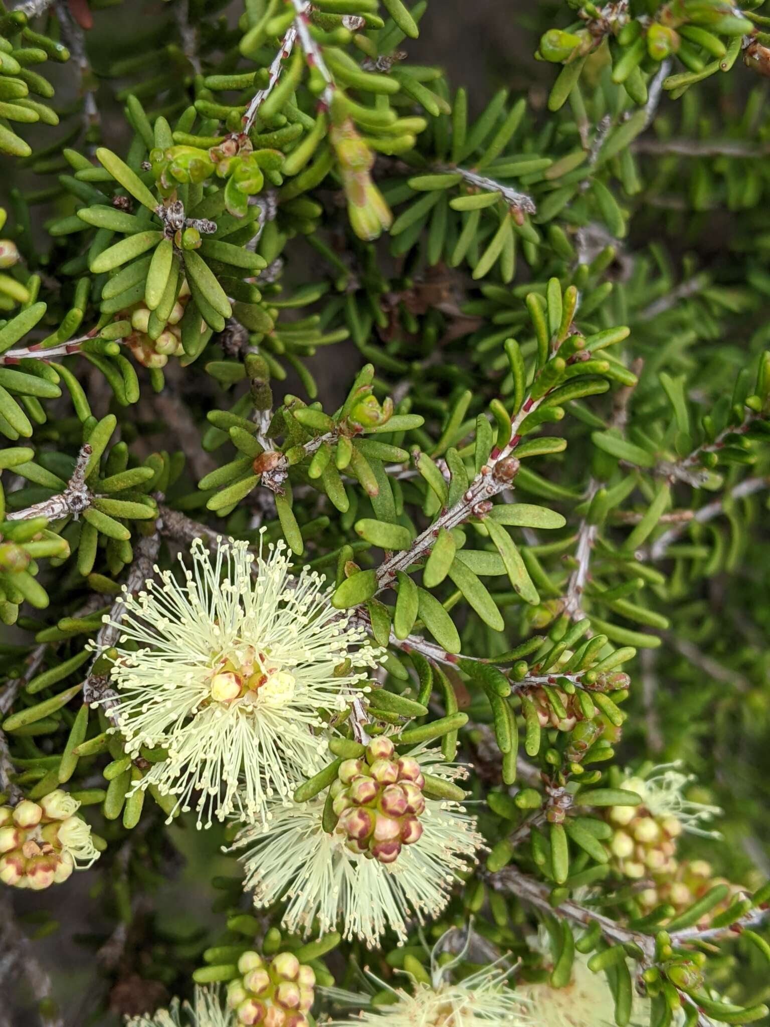 Image of Melaleuca pustulata Hook. fil.