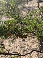 Image of slimlobe globeberry