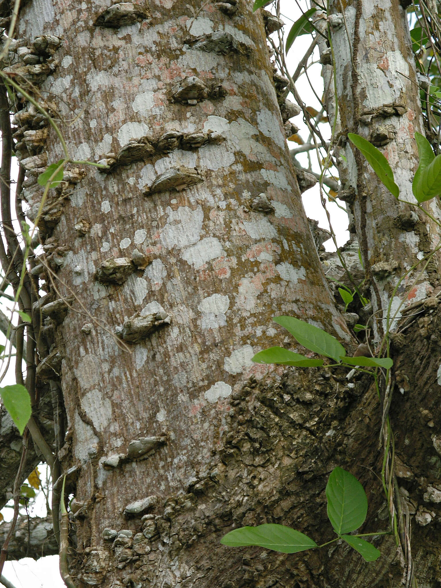 Erythrina fusca Lour. resmi