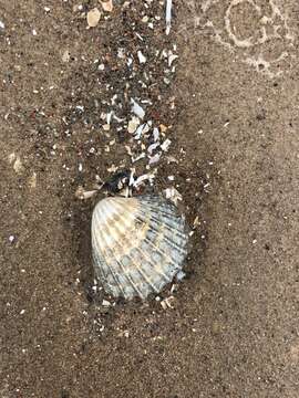 Image of poorly ribbed cockle