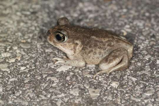 Imagem de Scaphiopus hurterii Strecker 1910