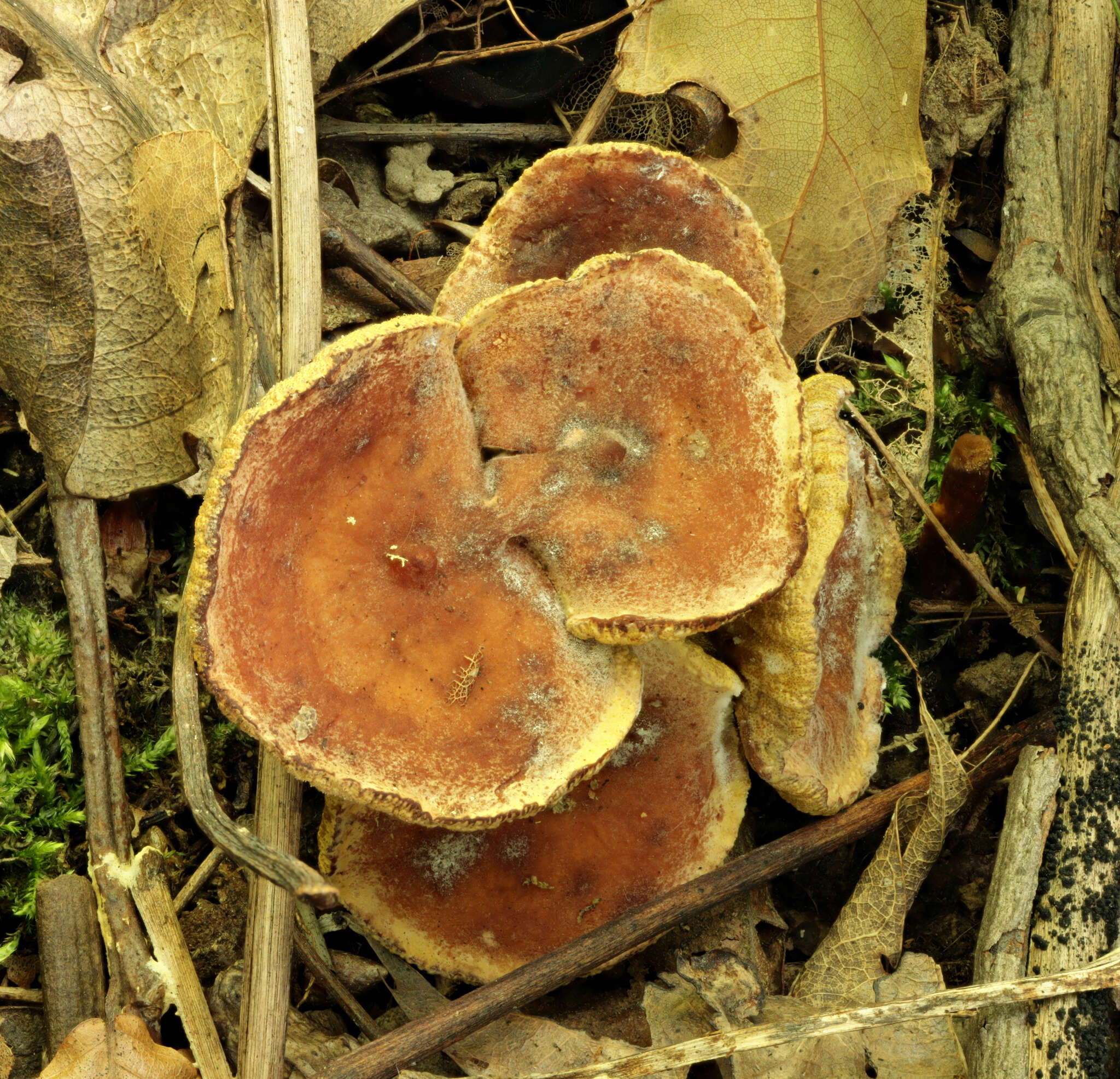 Image of Peckiella camphorati (Peck) Seaver 1910