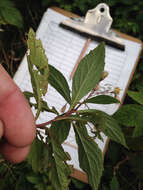 Image of Whorled Nodding-Aster