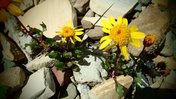 Image of northwestern groundsel