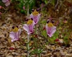 Image of Alstroemeria pulchra Sims