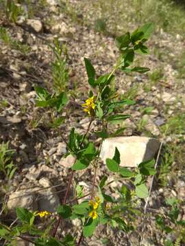 Image of Medicago platycarpa (L.) Trautv.