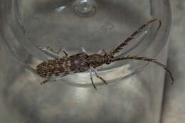 Rhytidodera grandis Thomson 1865的圖片