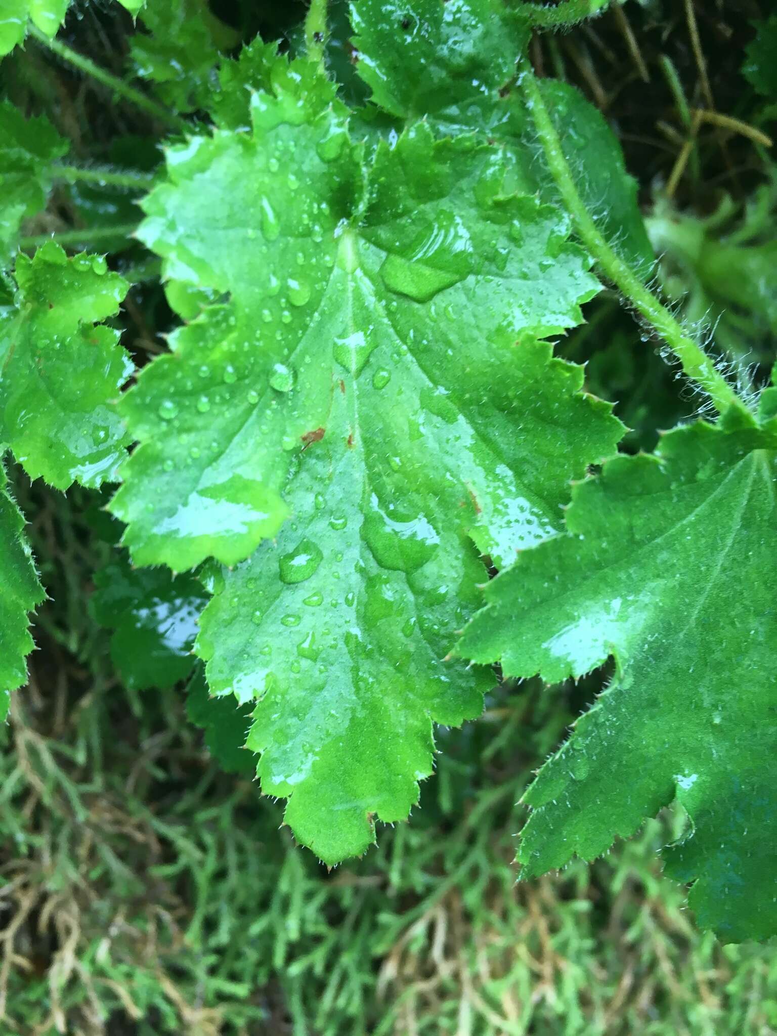 Image of crevice alumroot