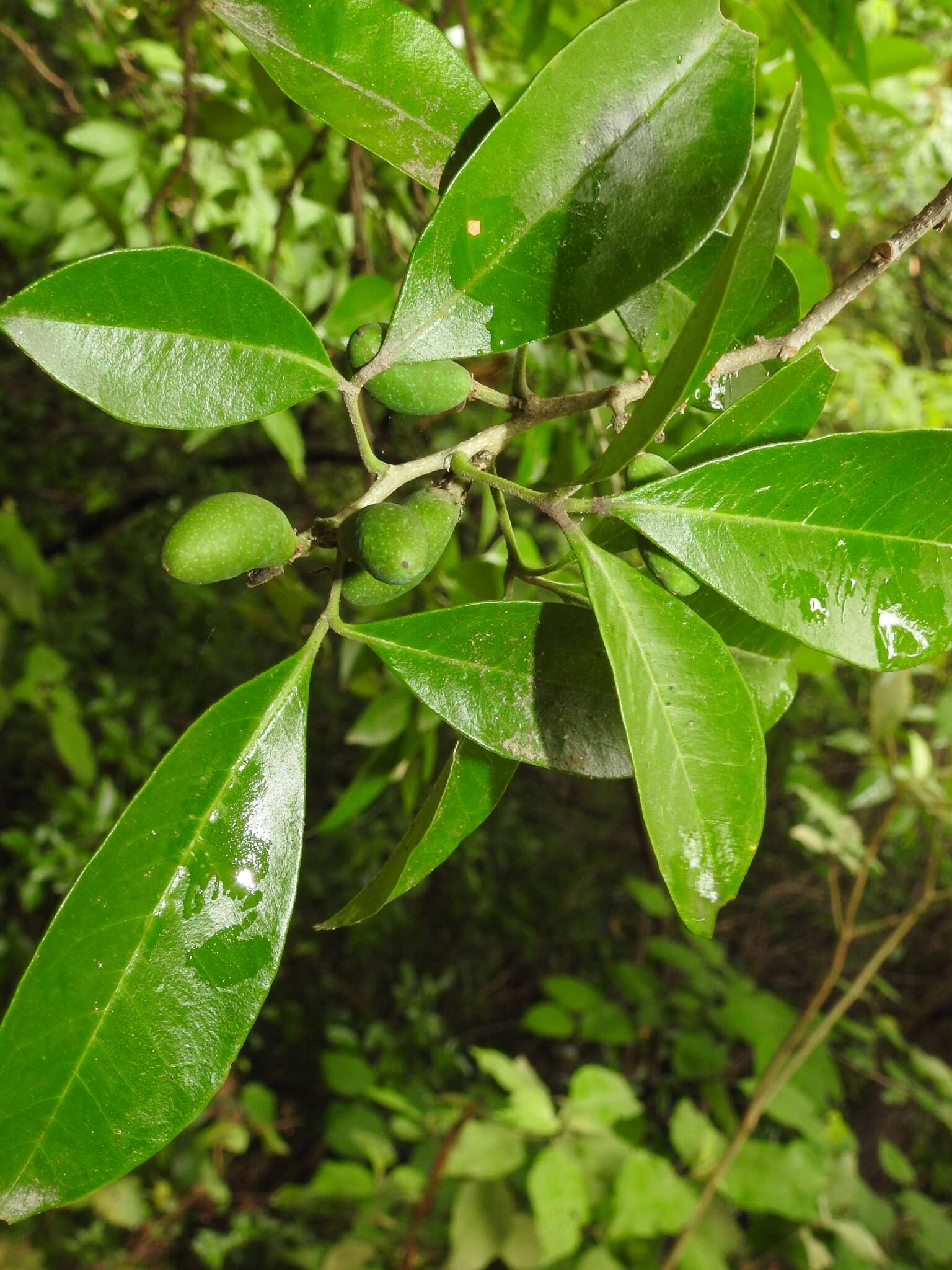 Image of Casimiroa greggii (S. Watson) F. Chiang