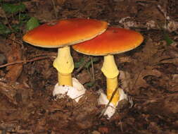 Image of Caesar's Mushroom