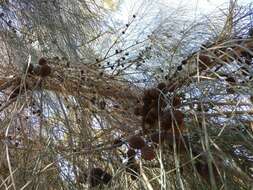 Imagem de Allocasuarina verticillata (Lam.) L. A. S. Johnson