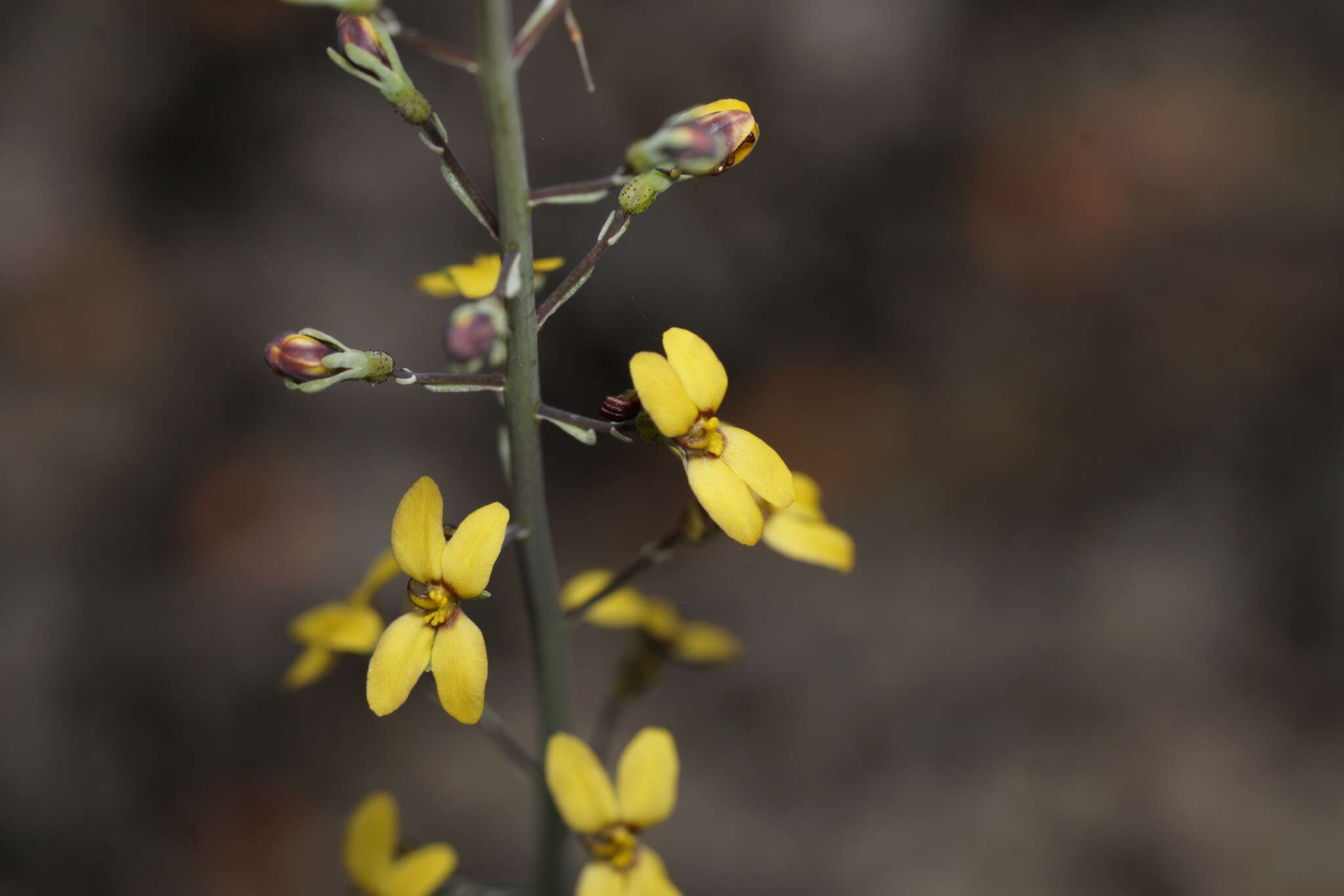 Image of Stylidium luteum R. Br.