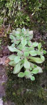 Image of Sedum stellariifolium Franch.