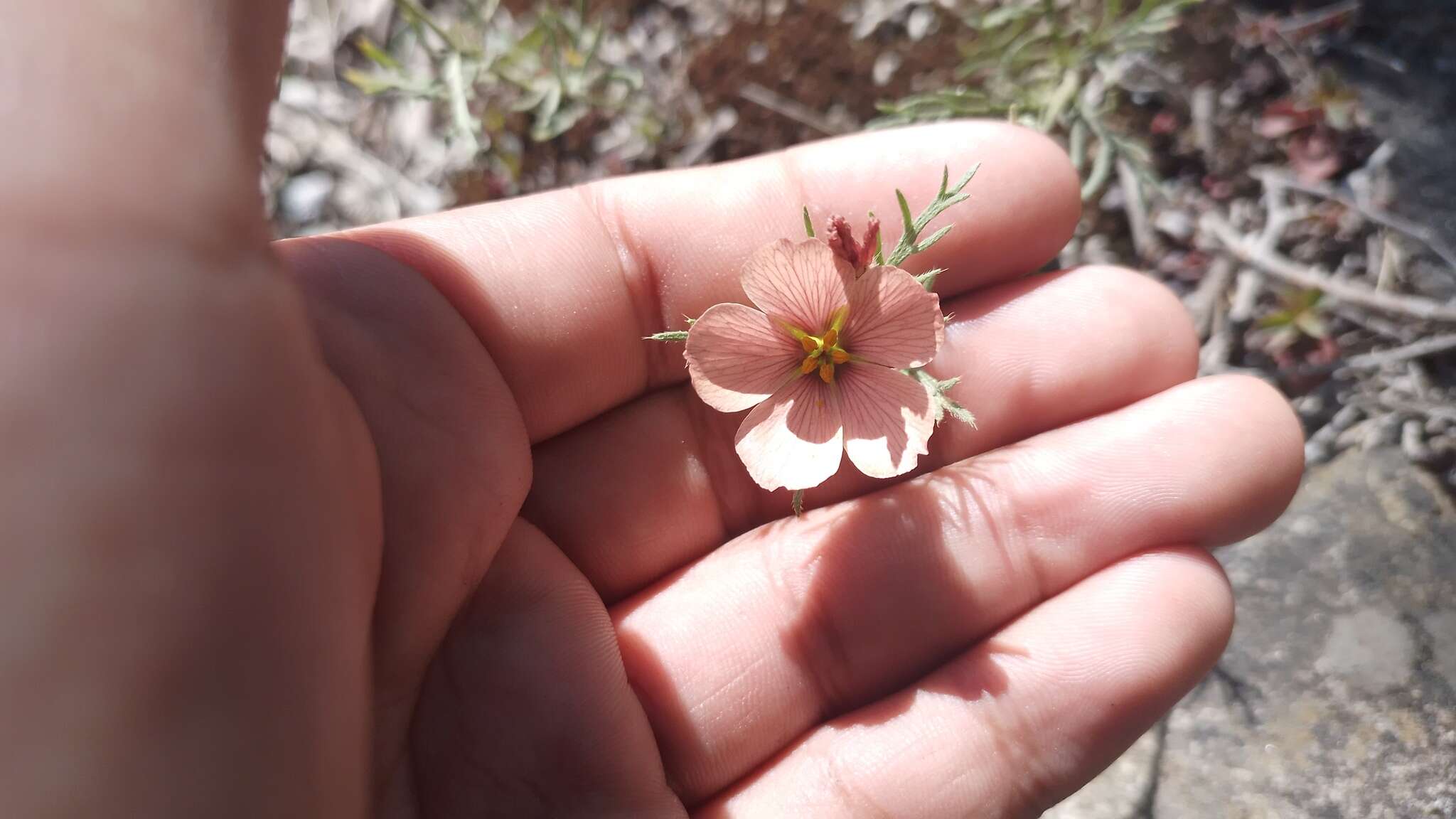 Imagem de Turnera sidoides subsp. pinnatifida (Juss. ex Poir.) M. M. Arbo