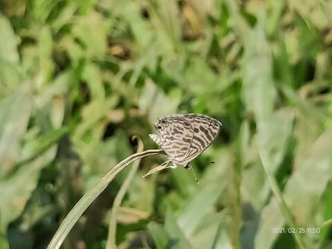 Image of Leptotes plinius