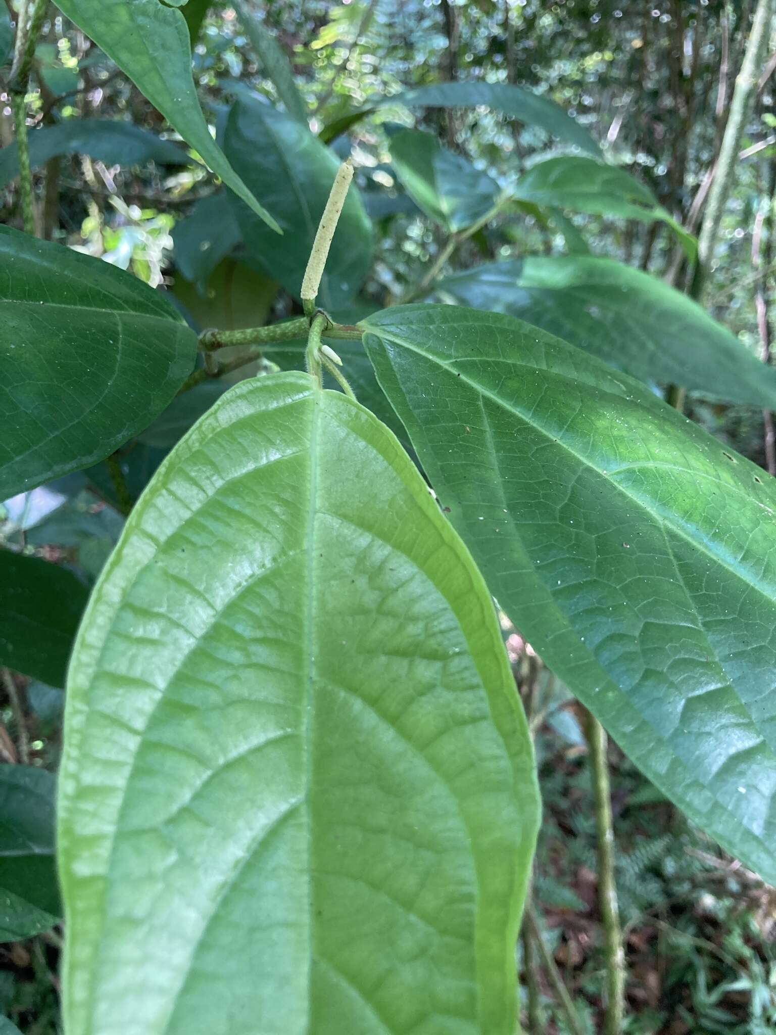 Image of Caracas pepper