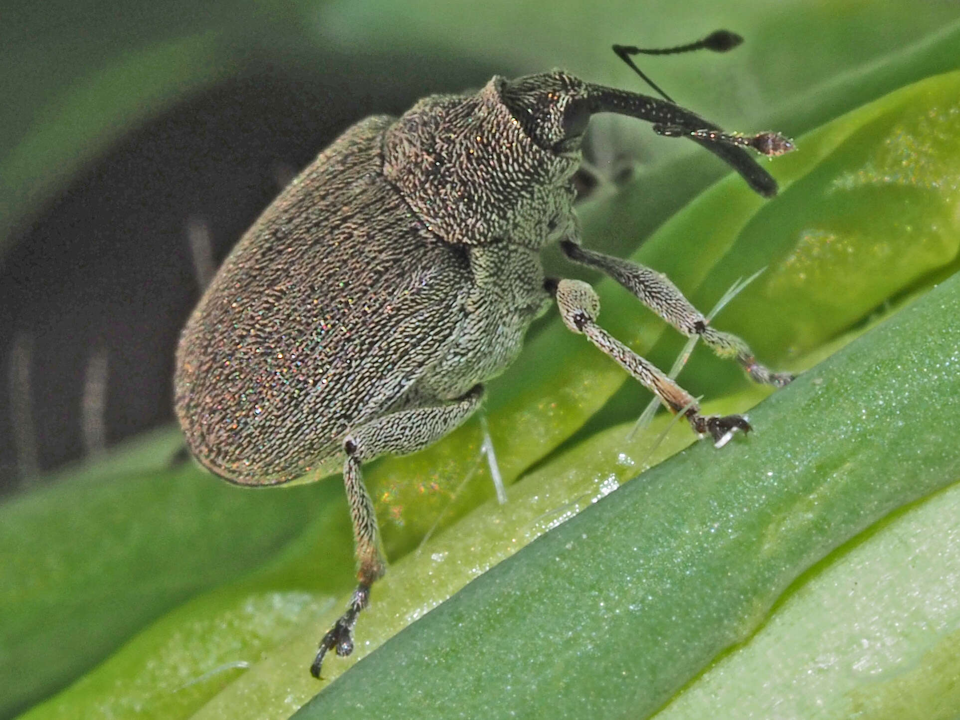 Ceutorhynchus napi Germar 1824 resmi