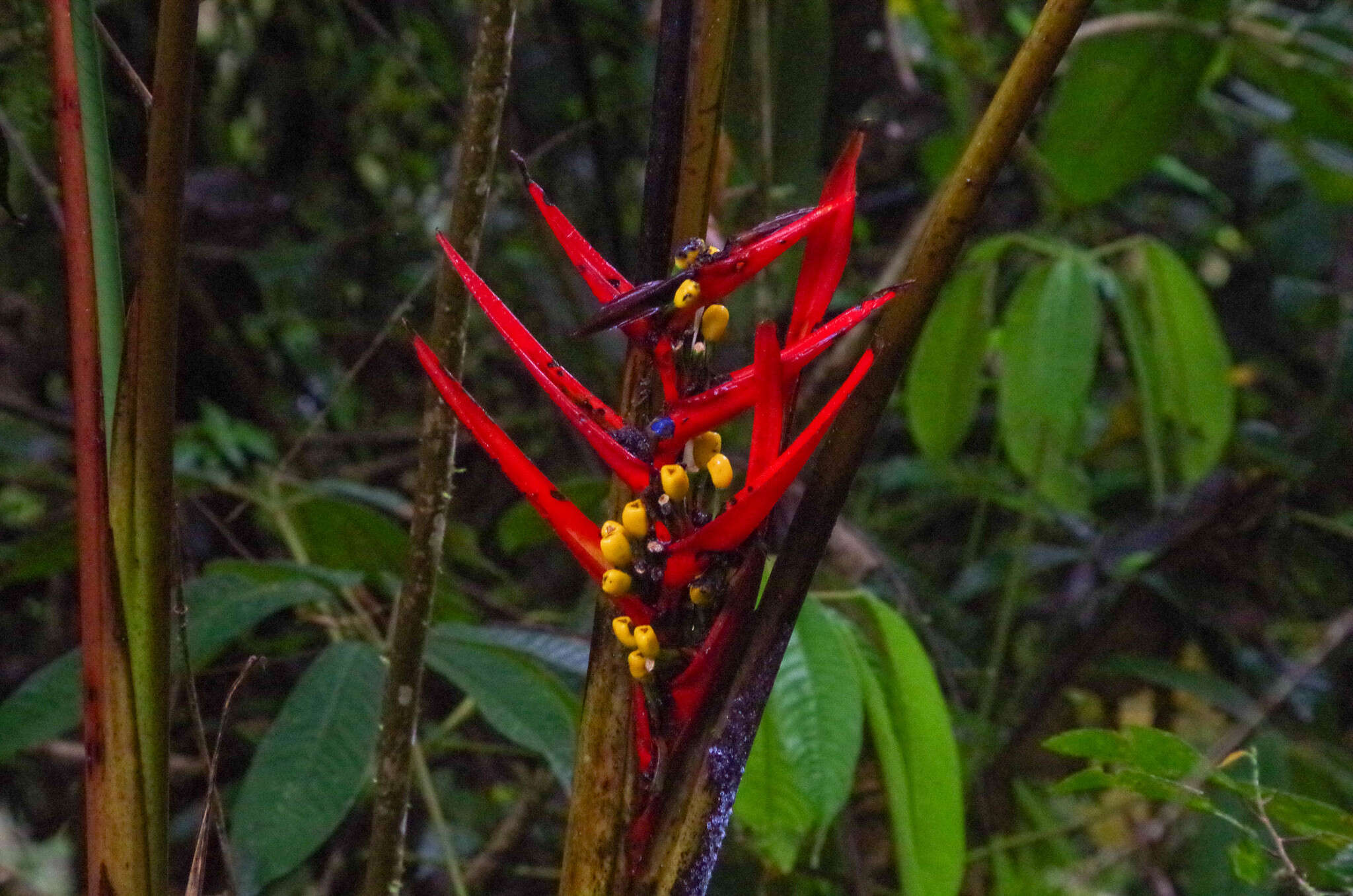 Image of Heliconia burleana Abalo & G. Morales