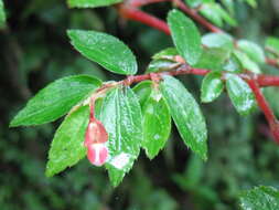 Image of fuchsia begonia