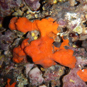 Image of bumping encrusting sponge