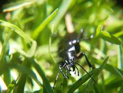 صورة Calosoma (Castrida) vagans Dejean 1831