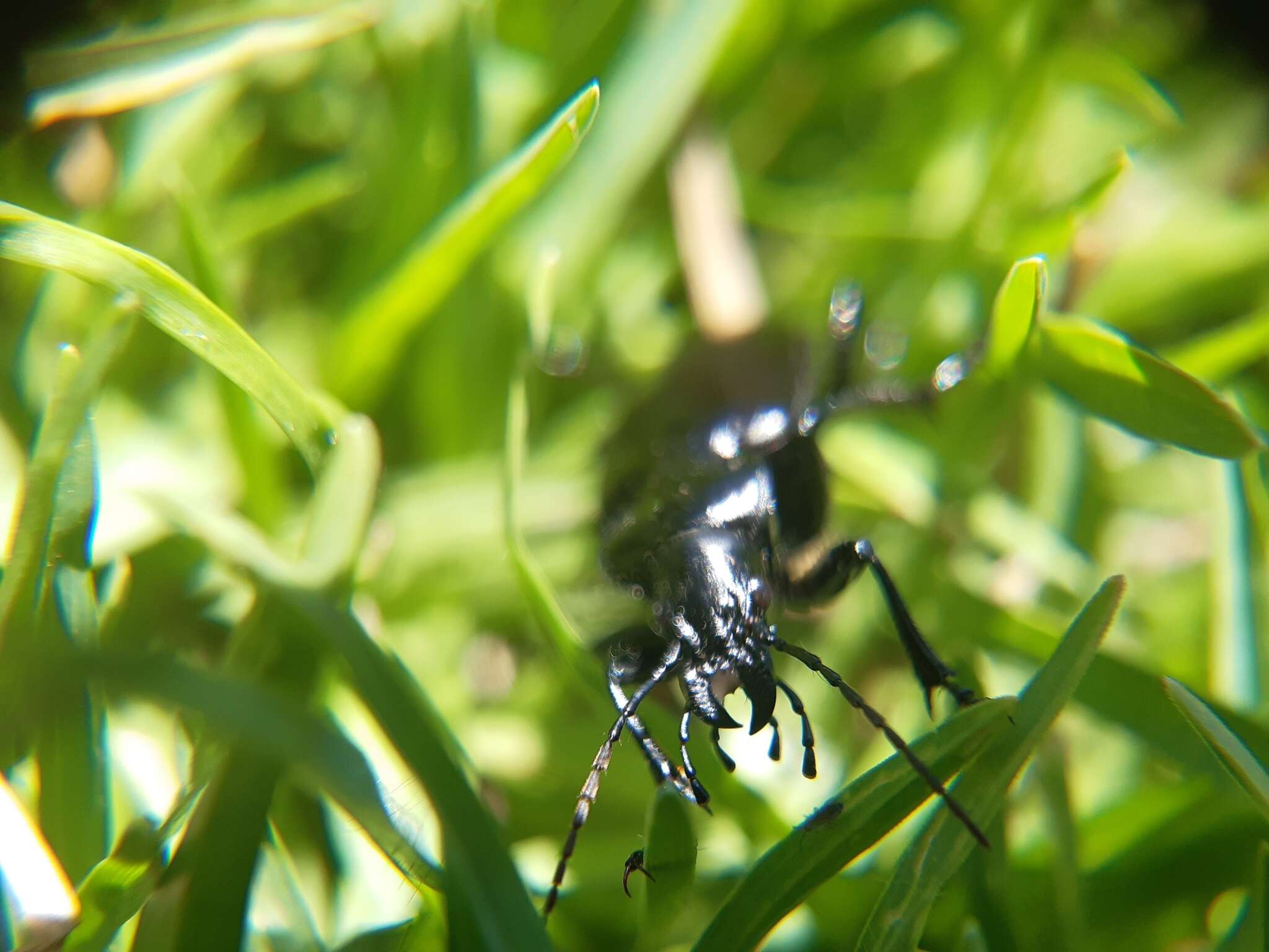 Imagem de Calosoma (Castrida) vagans Dejean 1831