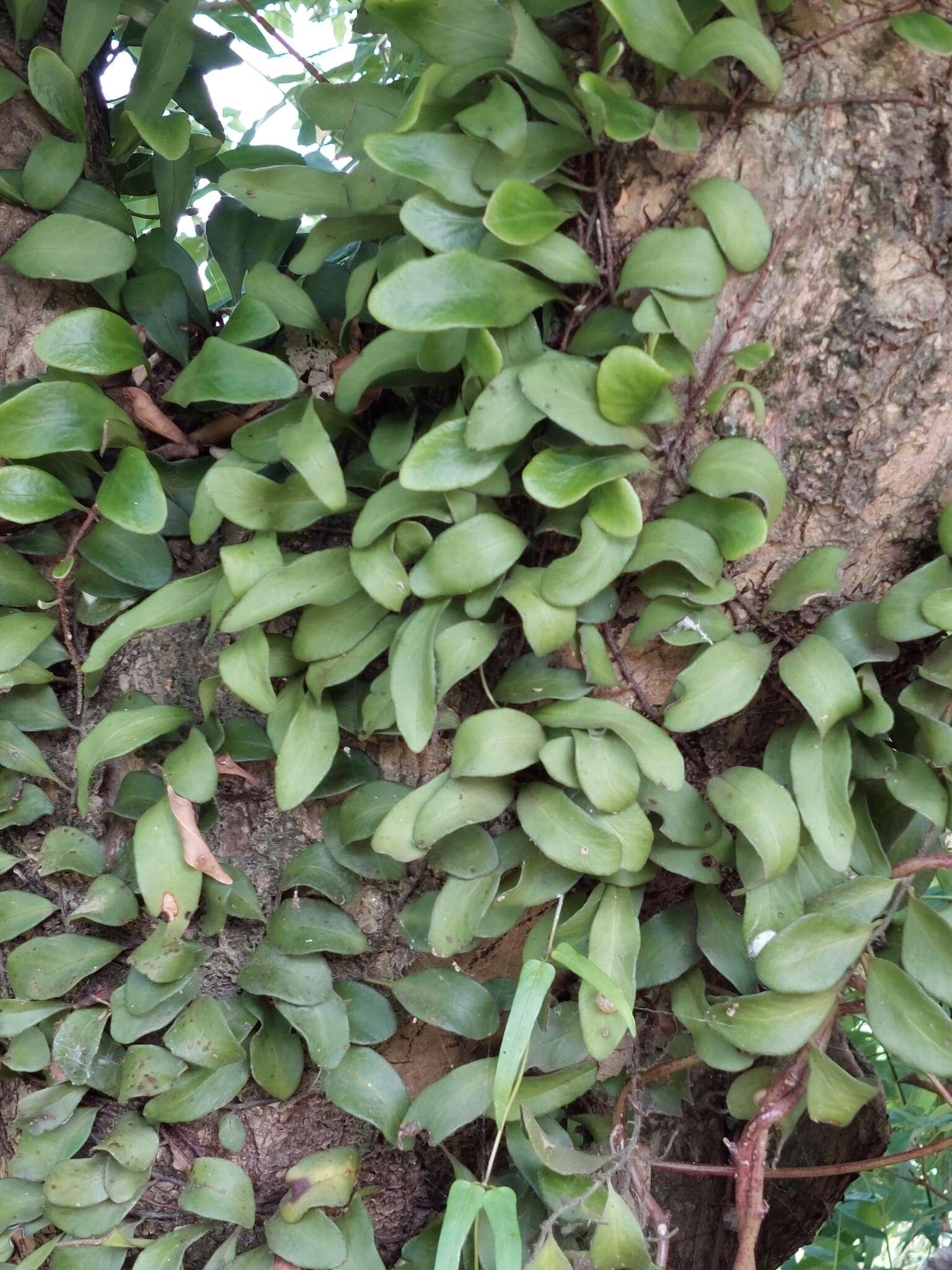 Image of lanceleaf tongue fern