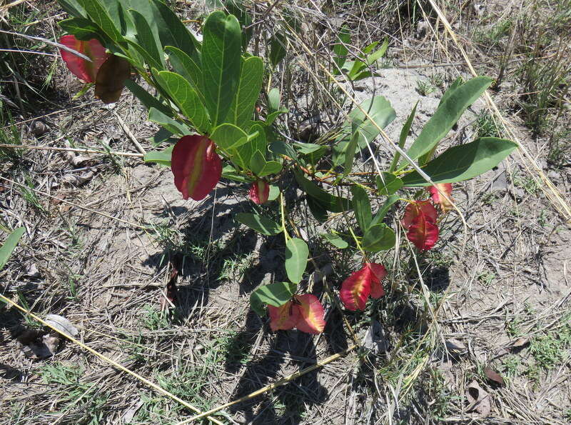 Imagem de Combretum platypetalum Welw. ex Laws.