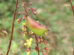 Image of <i>Hultholia mimosoides</i>