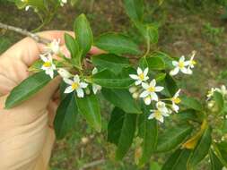 Image of Solanum pseudoquina A. St.-Hil.