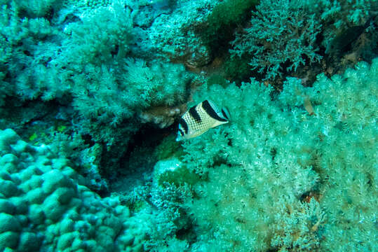 Image of Asian Butterflyfish