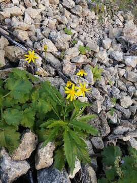 Image of Lemmon's ragwort