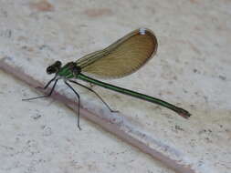 Image of Syrian Demoiselle