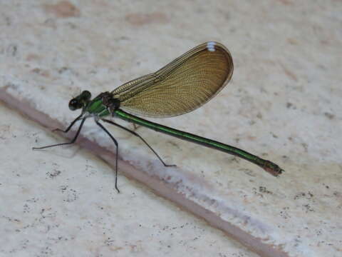 Image of Syrian Demoiselle