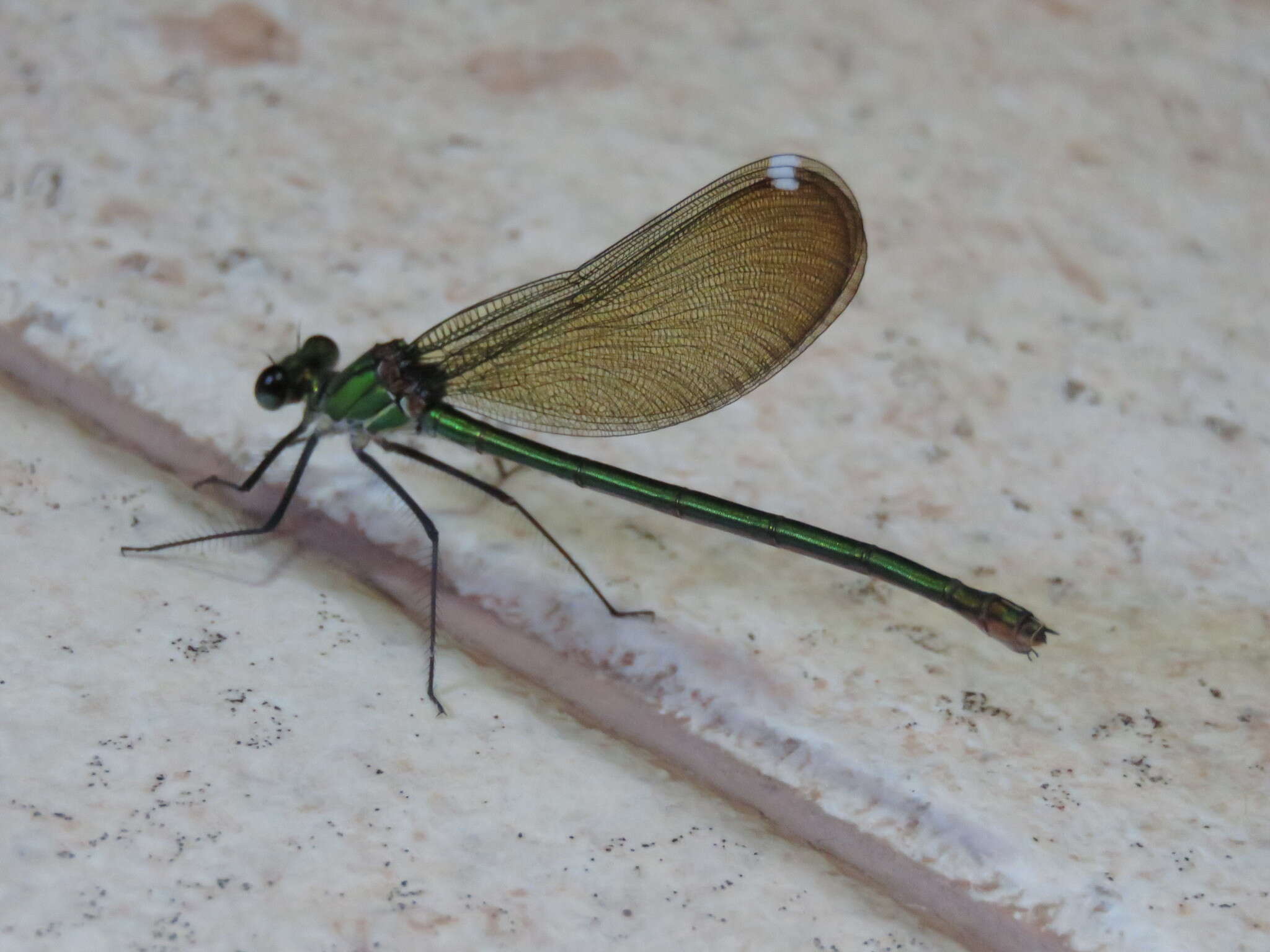 Image of Syrian Demoiselle