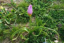 Image of Tulipa saxatilis Sieber ex Spreng.