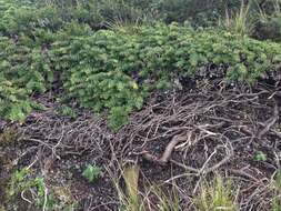 Image of San Bruno Mountain manzanita