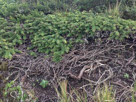 Image of San Bruno Mountain manzanita