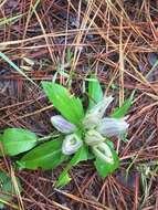 Image de Gentiana villosa L.