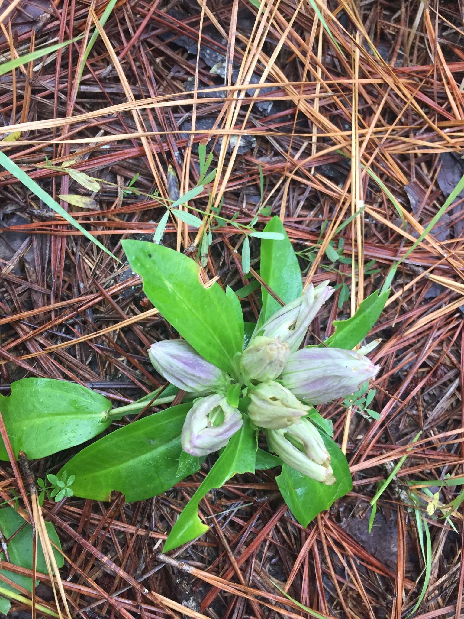 Image de Gentiana villosa L.