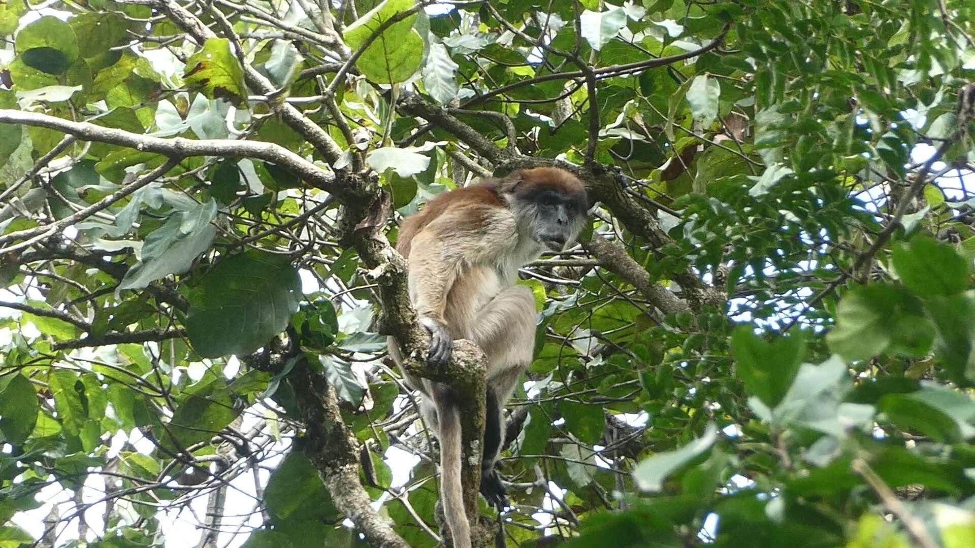 Piliocolobus oustaleti (Trouessart 1906) resmi