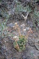 Image of Rosularia platyphylla (Schrenk) Berger