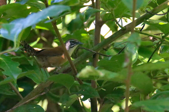 Image of Moustached Wren