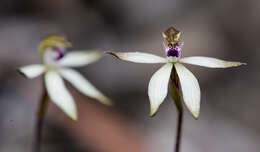 Caladenia atrata D. L. Jones的圖片