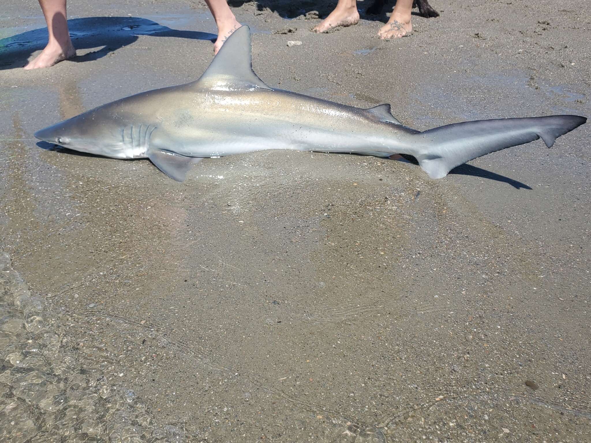 Слика од Carcharhinus isodon (Müller & Henle 1839)