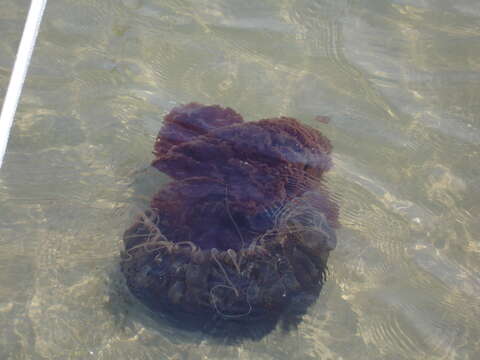 Image of Black sea nettle