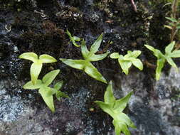 Image of Pichisermollodes quasidivaricata (Hayata) Fraser-Jenk.