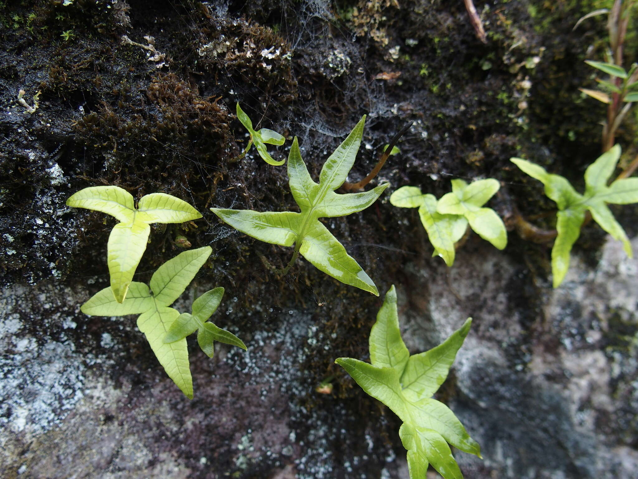 Pichisermollodes quasidivaricata (Hayata) Fraser-Jenk.的圖片